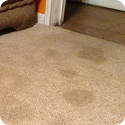 Why Other Companies Fall Short